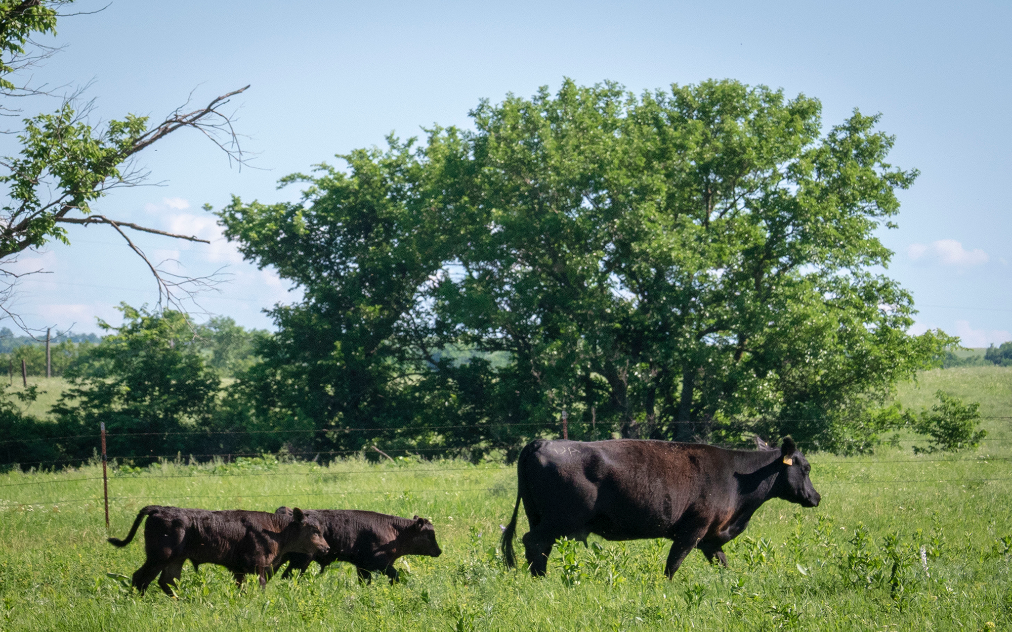 A black angus cow walking through pasture being followed by two calves.