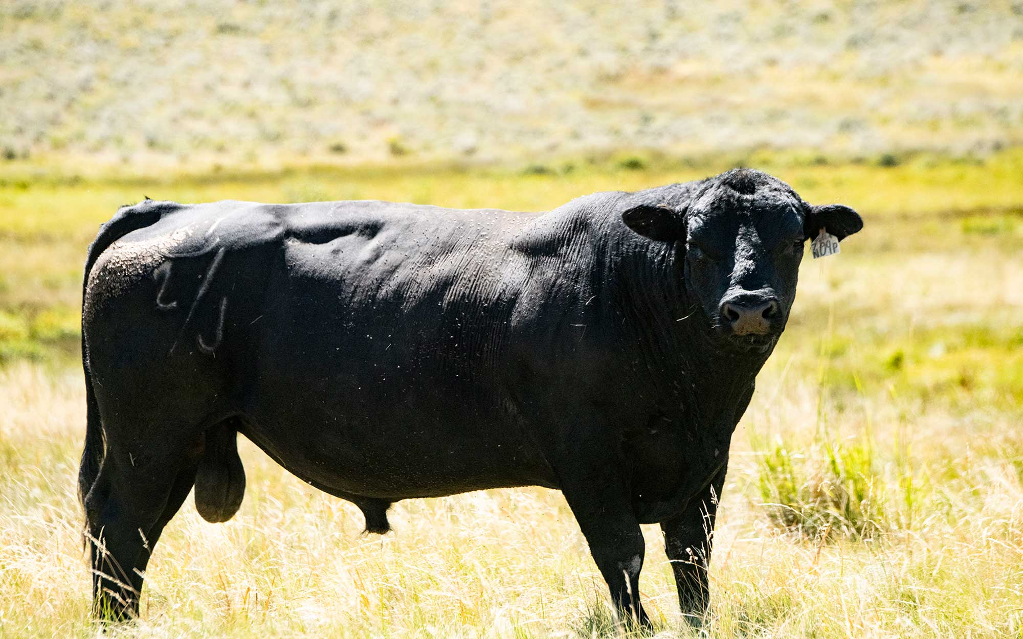 A black angus bull standing in a hilly pasture.