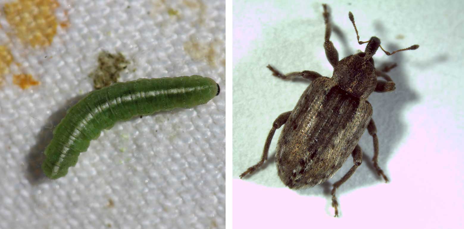 Two photos of alfalfa weevils during different lifecycle stages. The left is the larva stage and has a longate, green larvae that looks like a caterpillar with white stripe running down the body and brown h
