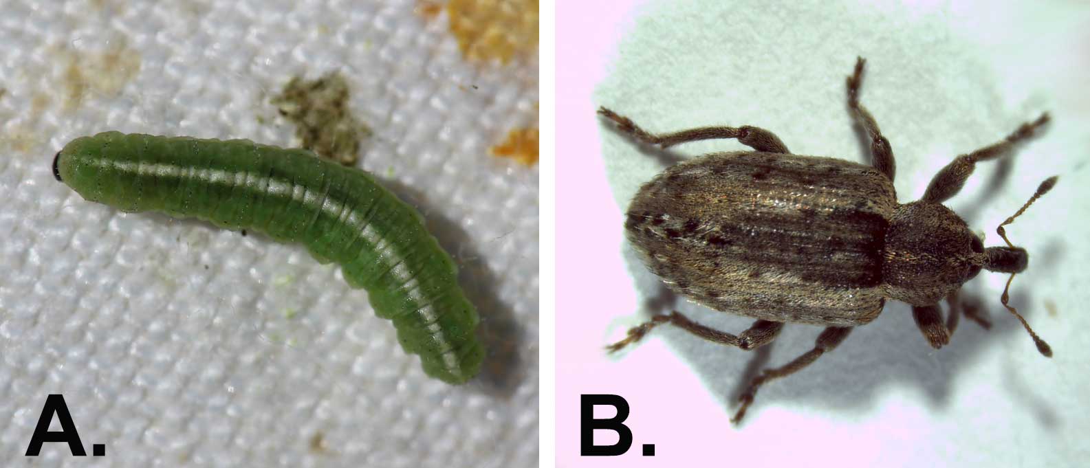 Two photos of alfalfa weevils during different lifecycle stages. The left "A," is the larva stage and has a longate, green larvae that looks like a caterpillar with white stripe running down the body and brown head. The right, "B," is the adult stage and pictures a brown beetle with long snout.