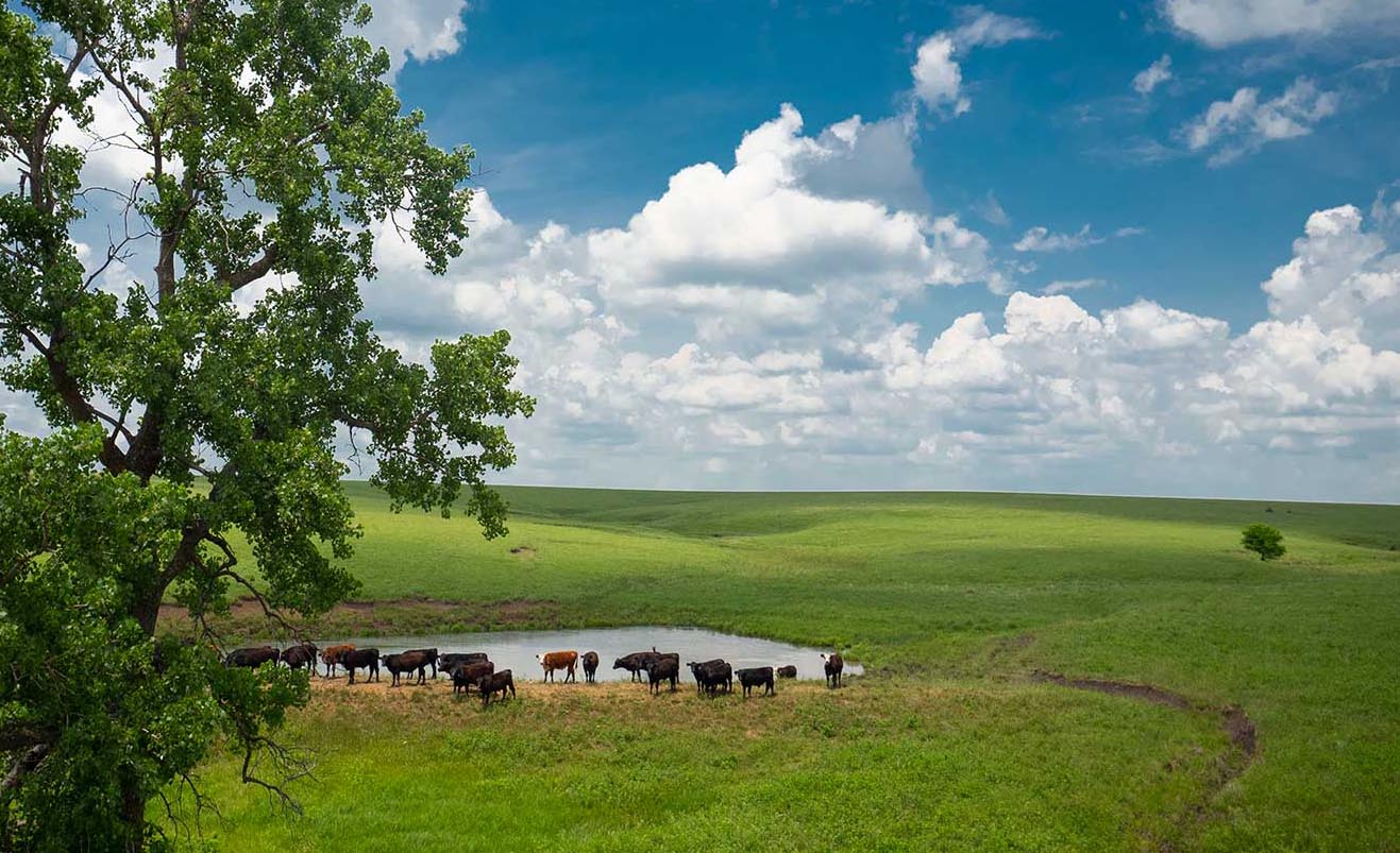 A small herd of cattle gathered around a pond on an open range.