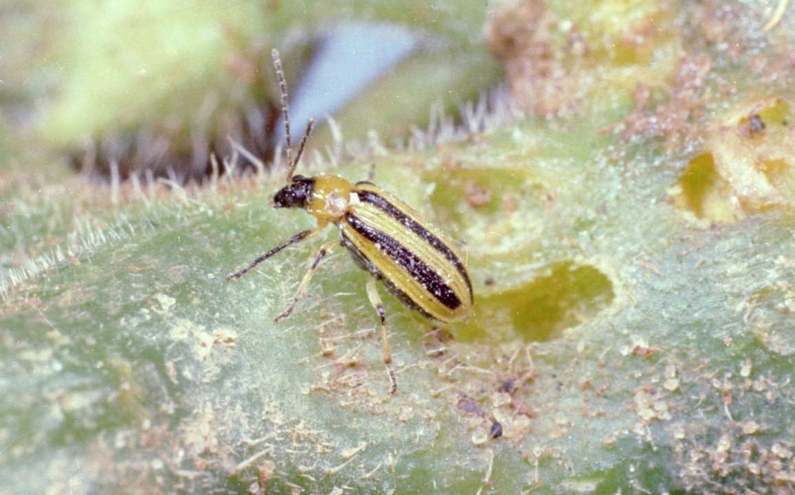 A small, yellow-to-orange beetle with black stripes down its back.