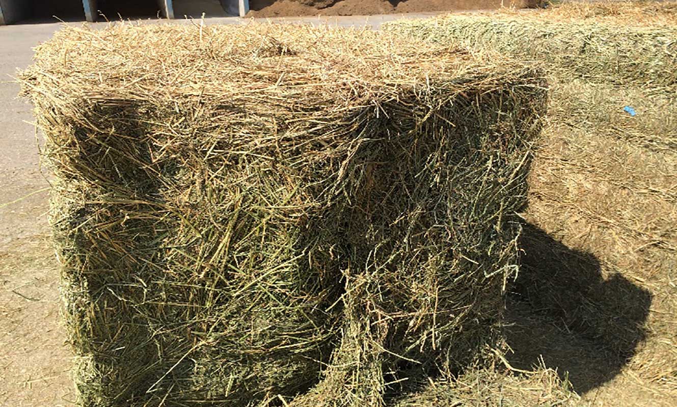 A large square bale of Alfalfa hay that has been put up for storage.