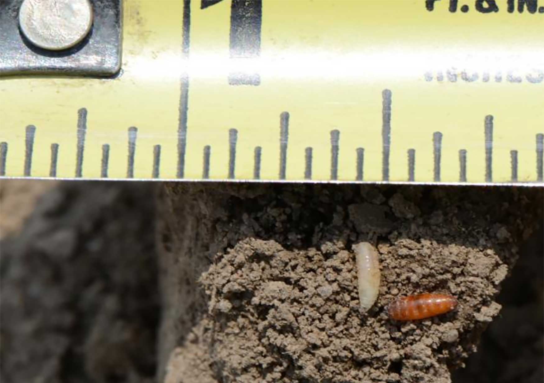 Small white maggot next to a brown pill shaped pupa. Both a on soil with a yellow tape measure behind them