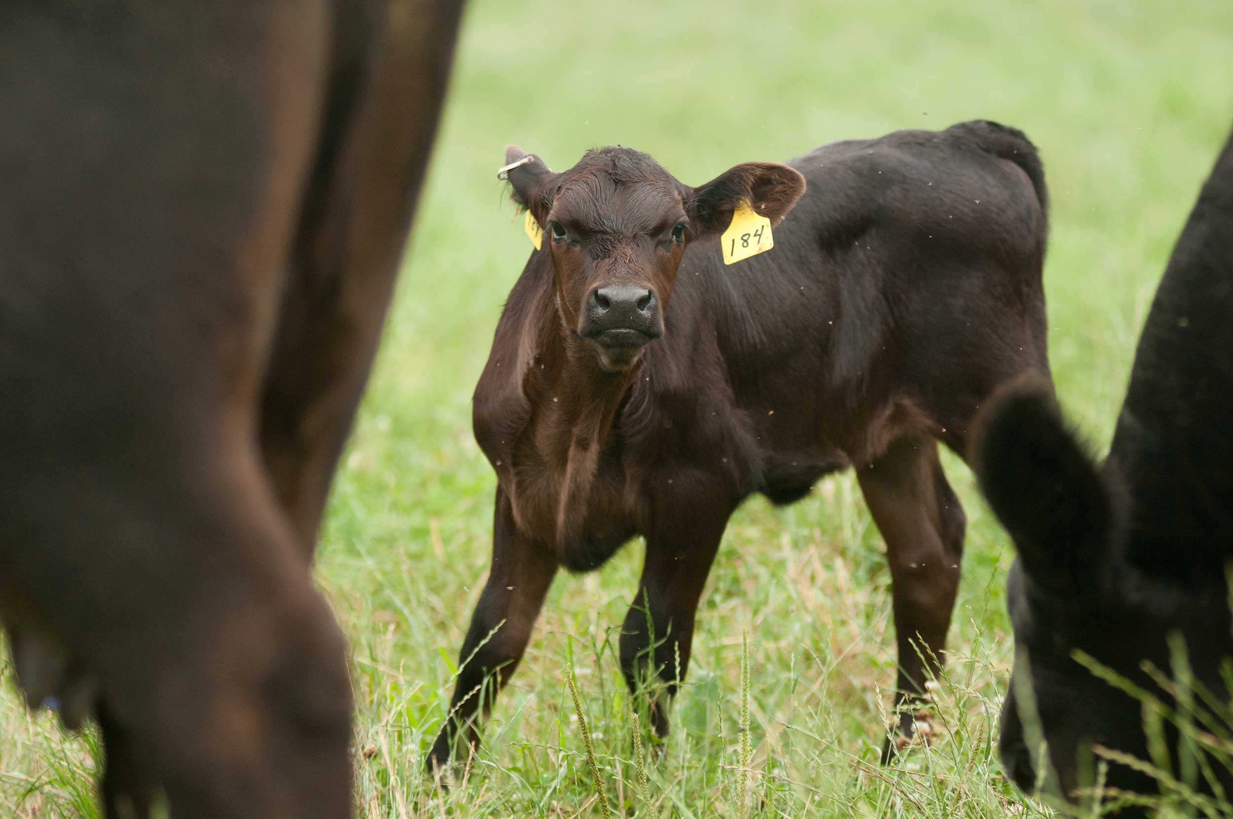 A black angus calf in standing in a pasture between two cows.