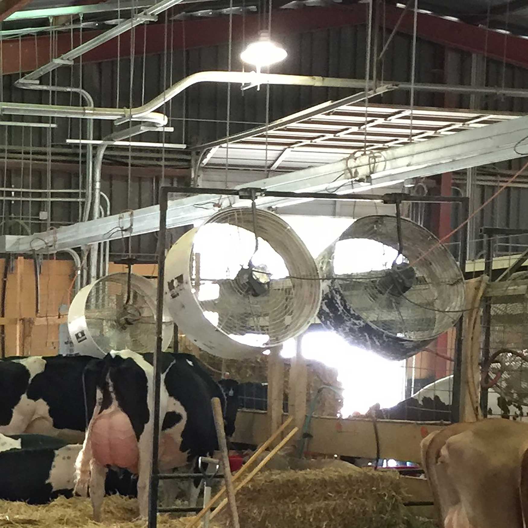 Large fans helping to keep Dairy Cattle cool in a livestock housing facility.