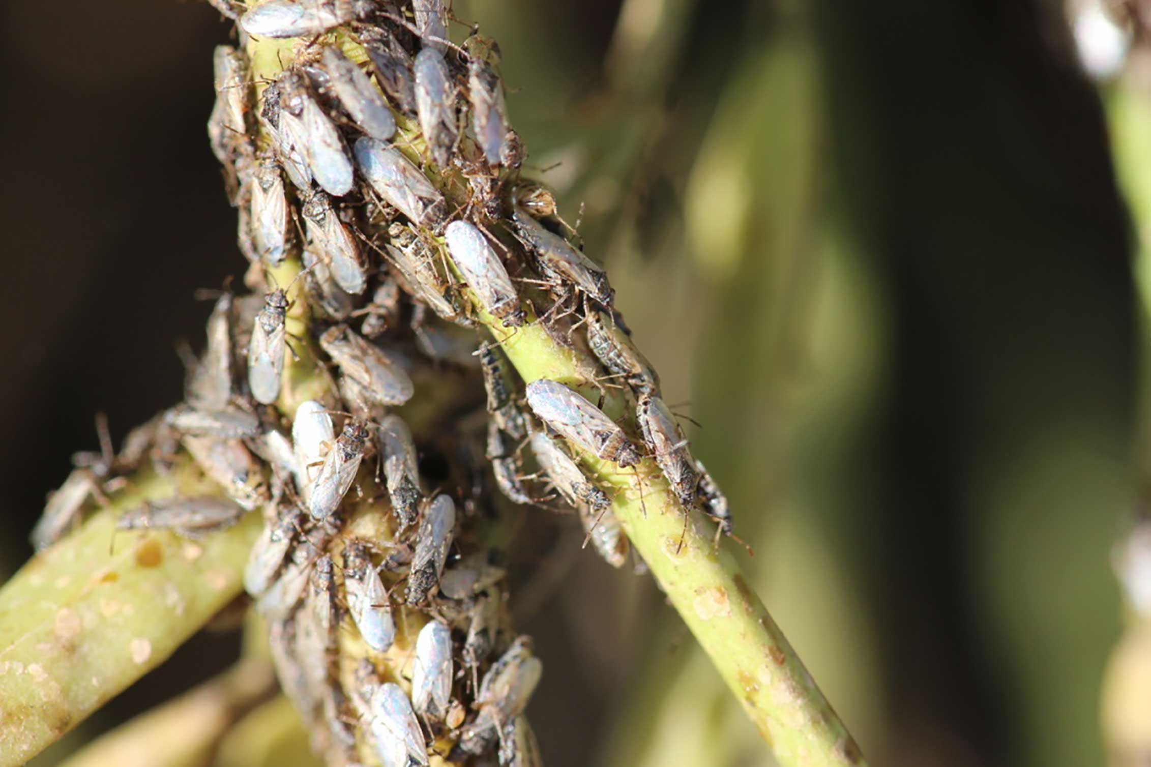 Numerous grayish-brown bugs gathering on a green stem.