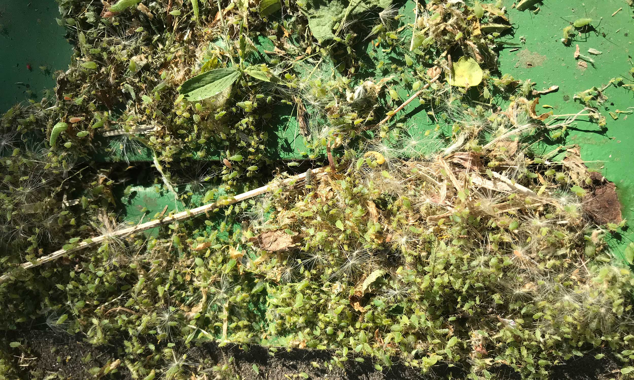 Large mass of small green insects and plant debris present on green implement.