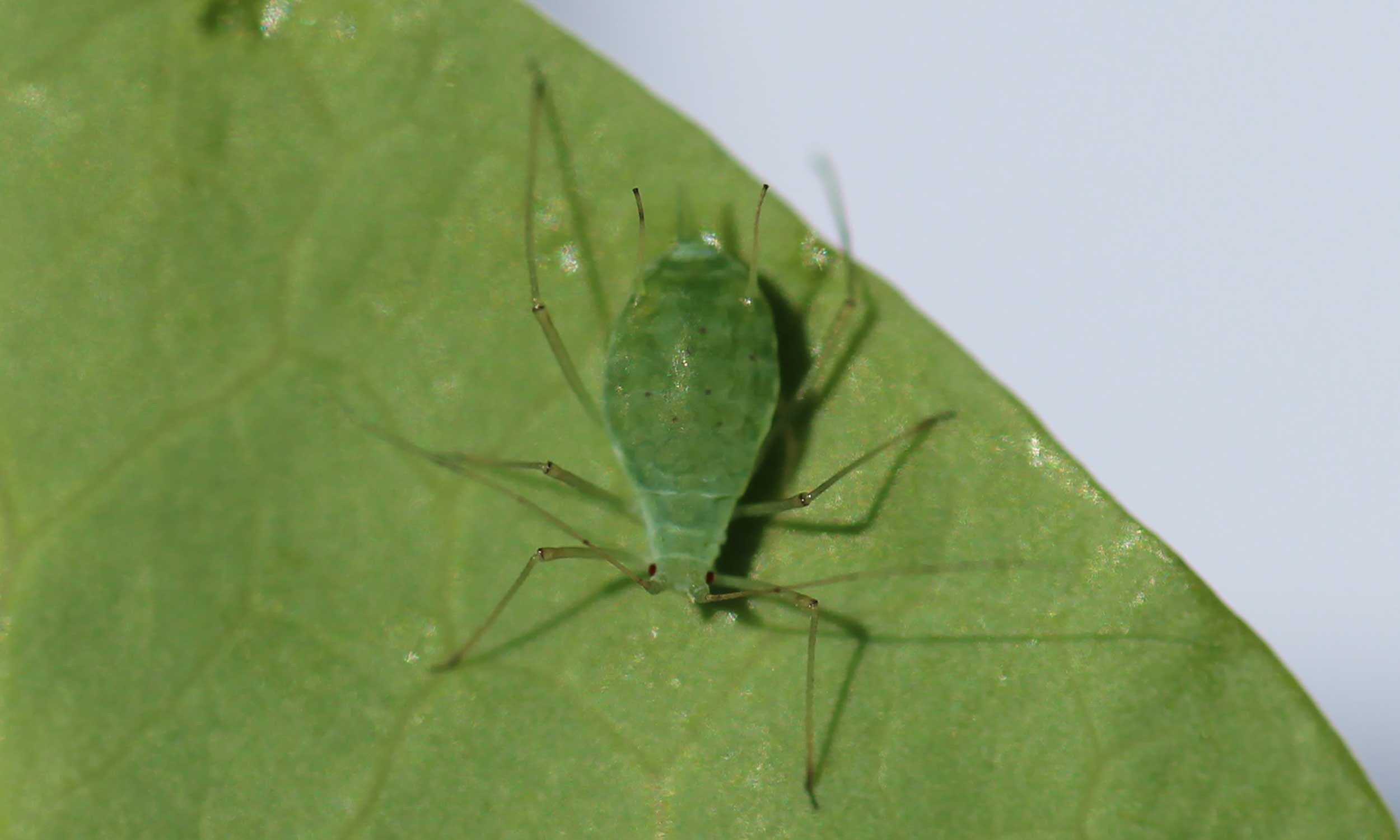 Green, teardrop shaped aphid present on a green leaf.