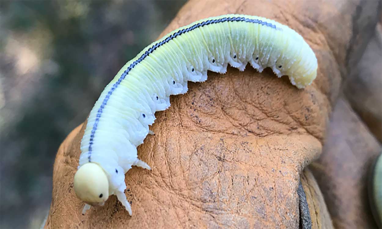 Pale yellow-green larva with a black stripe on the back and black spots on the side.