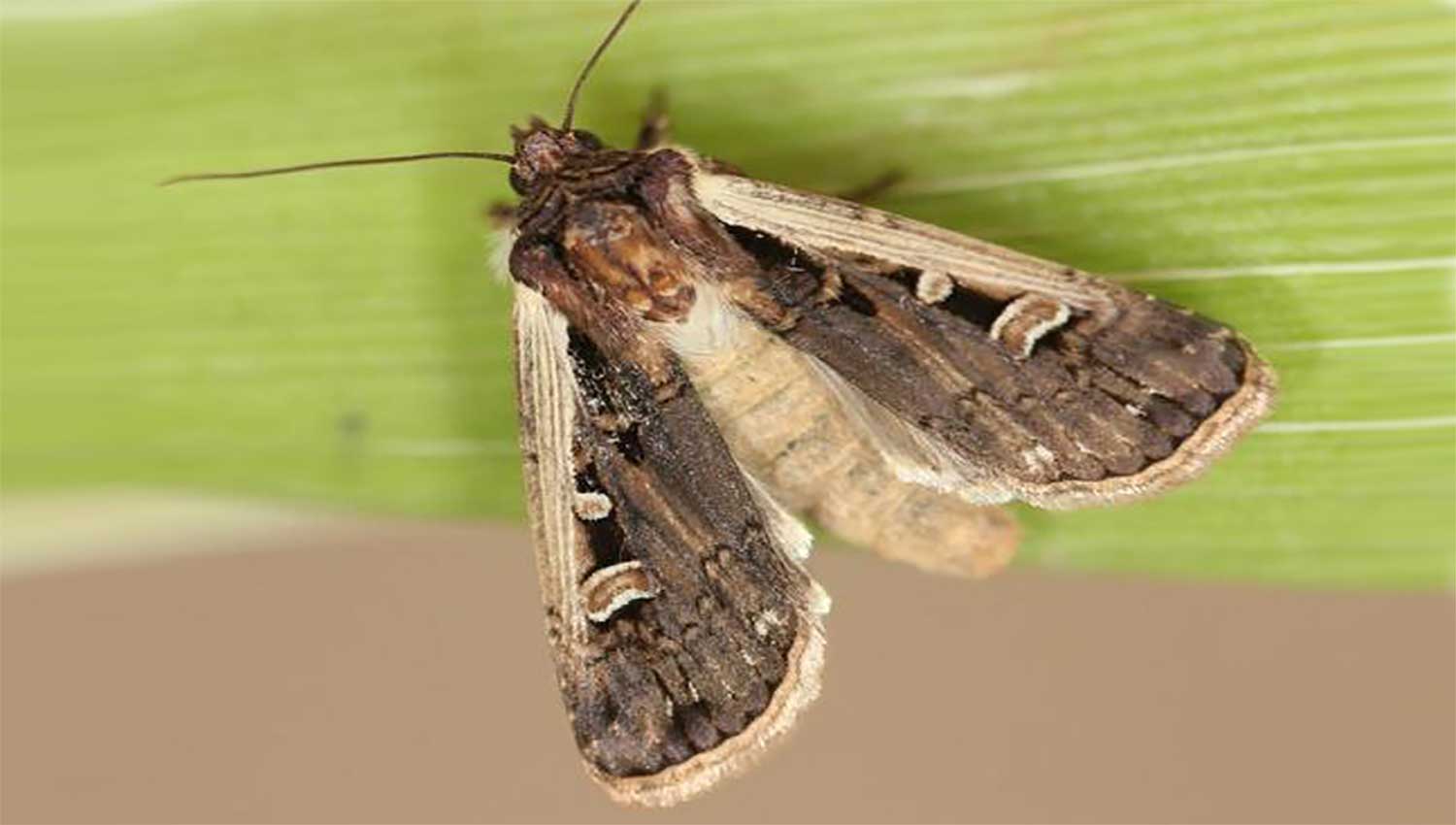 Brown moth with light markings present on a green leaf.