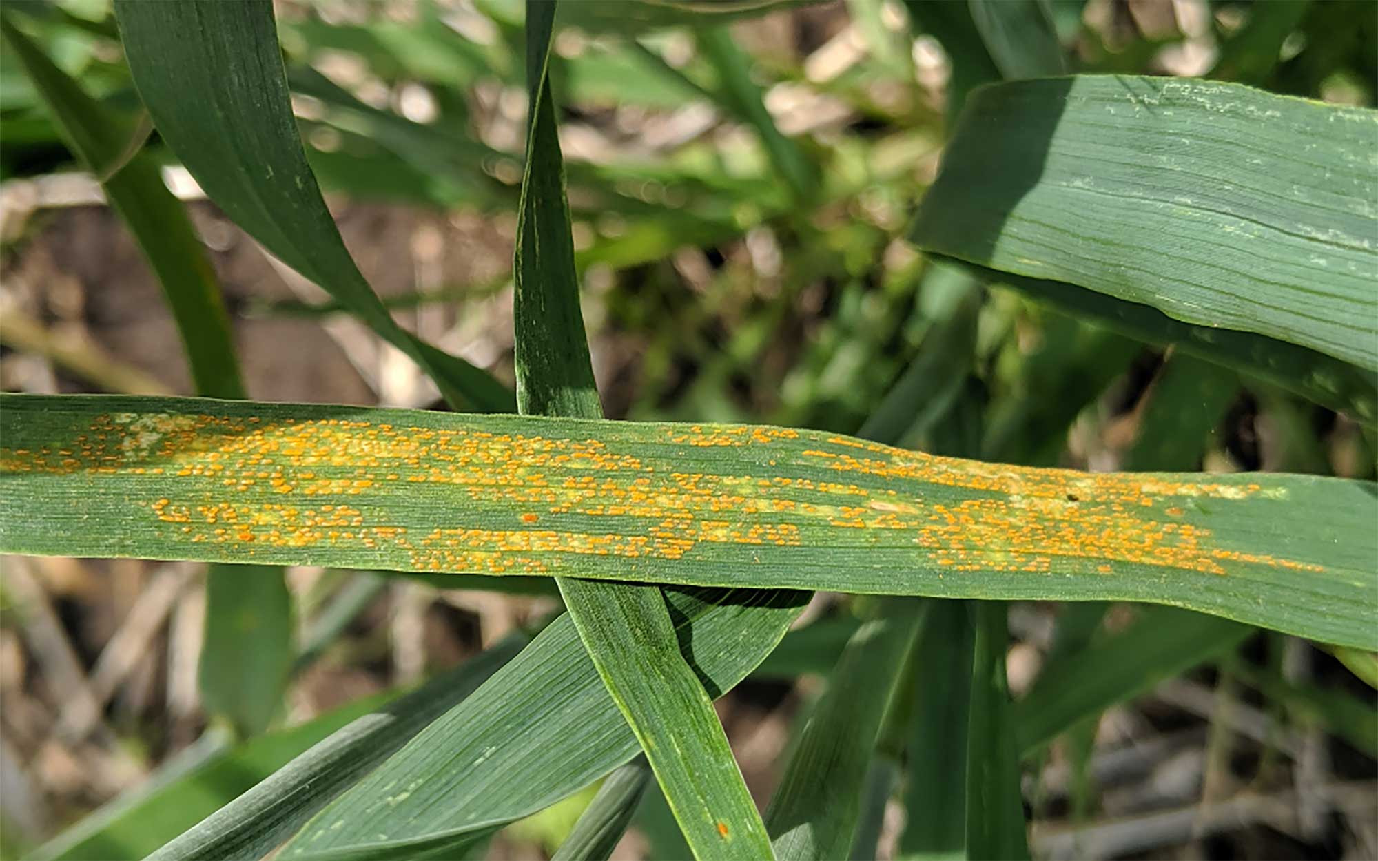Green winter wheat leaf with yellow-orange strips indicative of stripe rust.