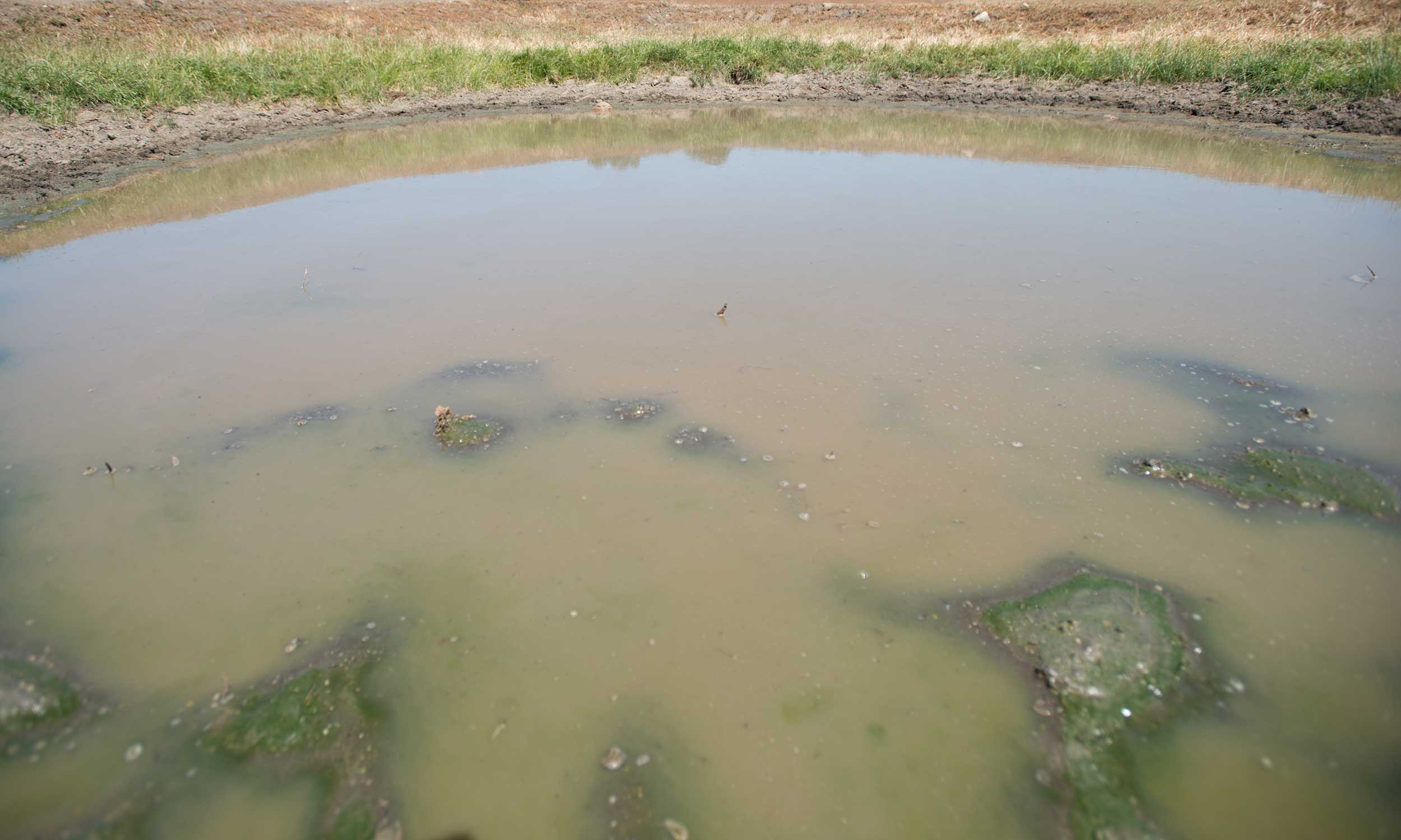A stock pond with algae blooms developing throughout.