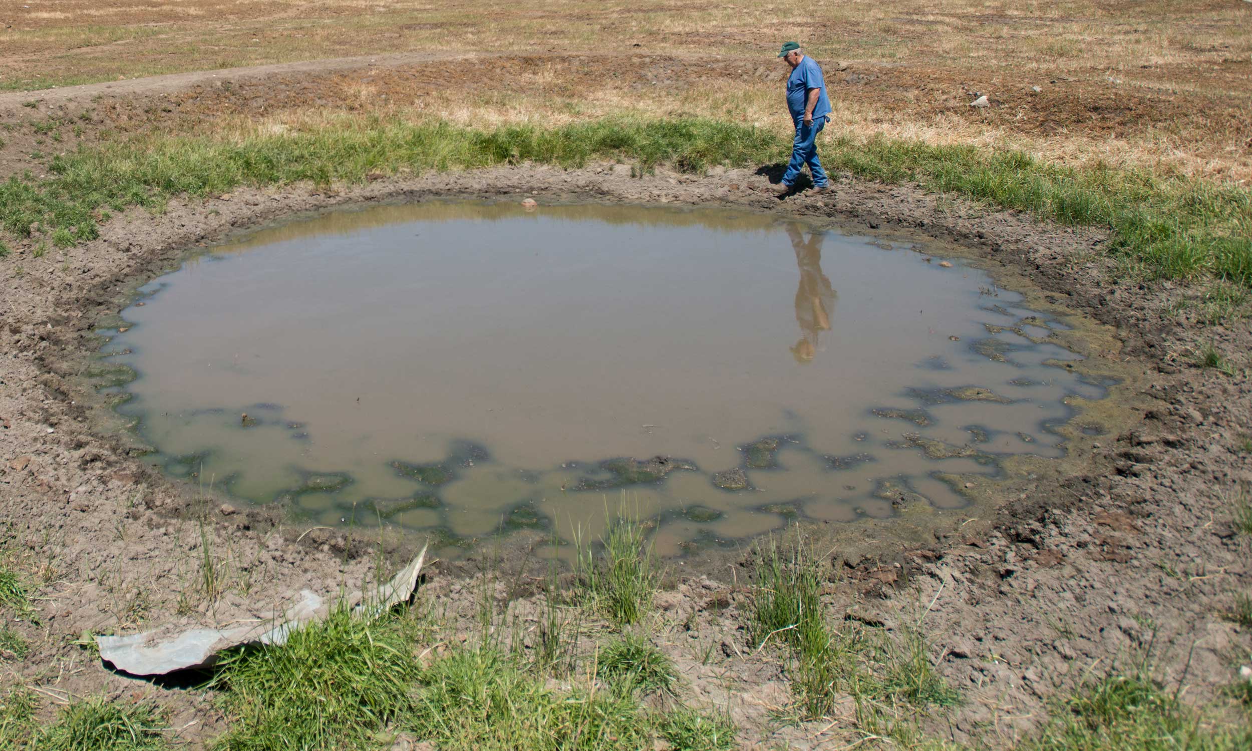 A rancher inspecting the water quality of a small stock pond.