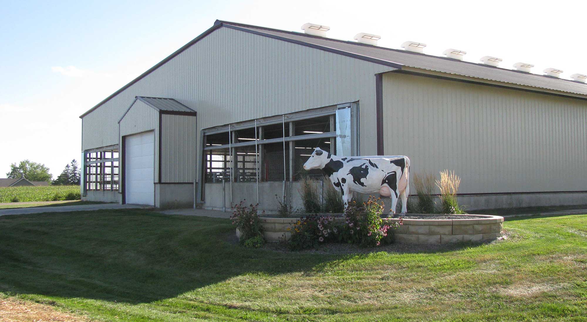 A statue of a dairy cow on a landscaped terrace in front of a long dairy barn.