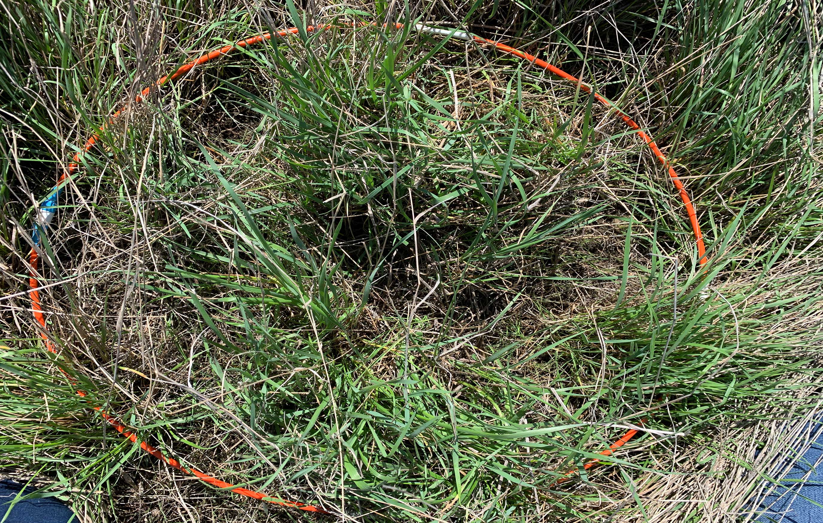 An orange plastic hoop placed around a portion of tall grass on a range to provide a measurement.