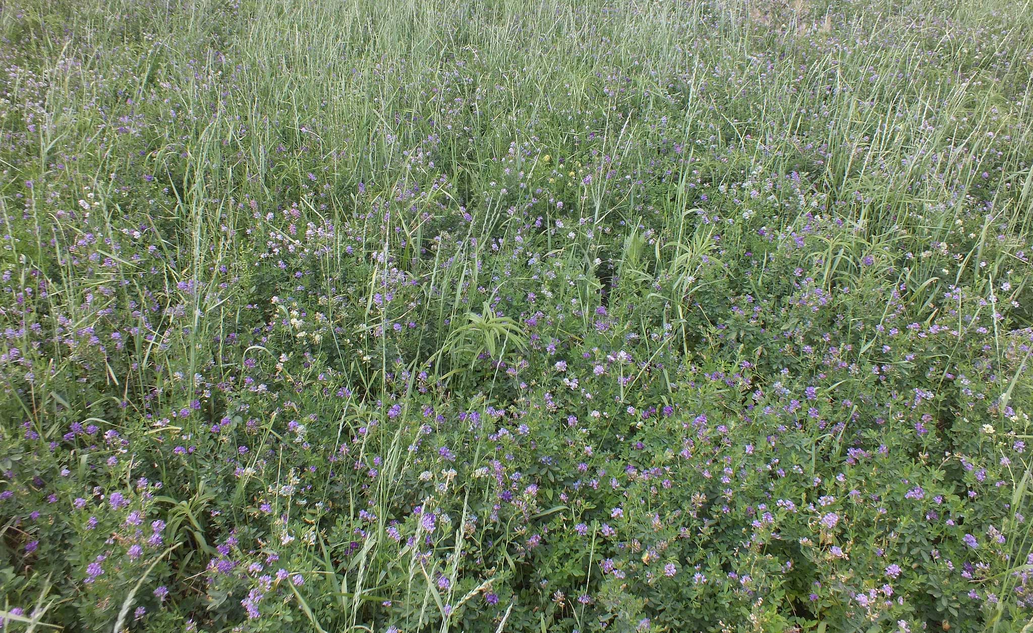 A field of flowering alfalfa.