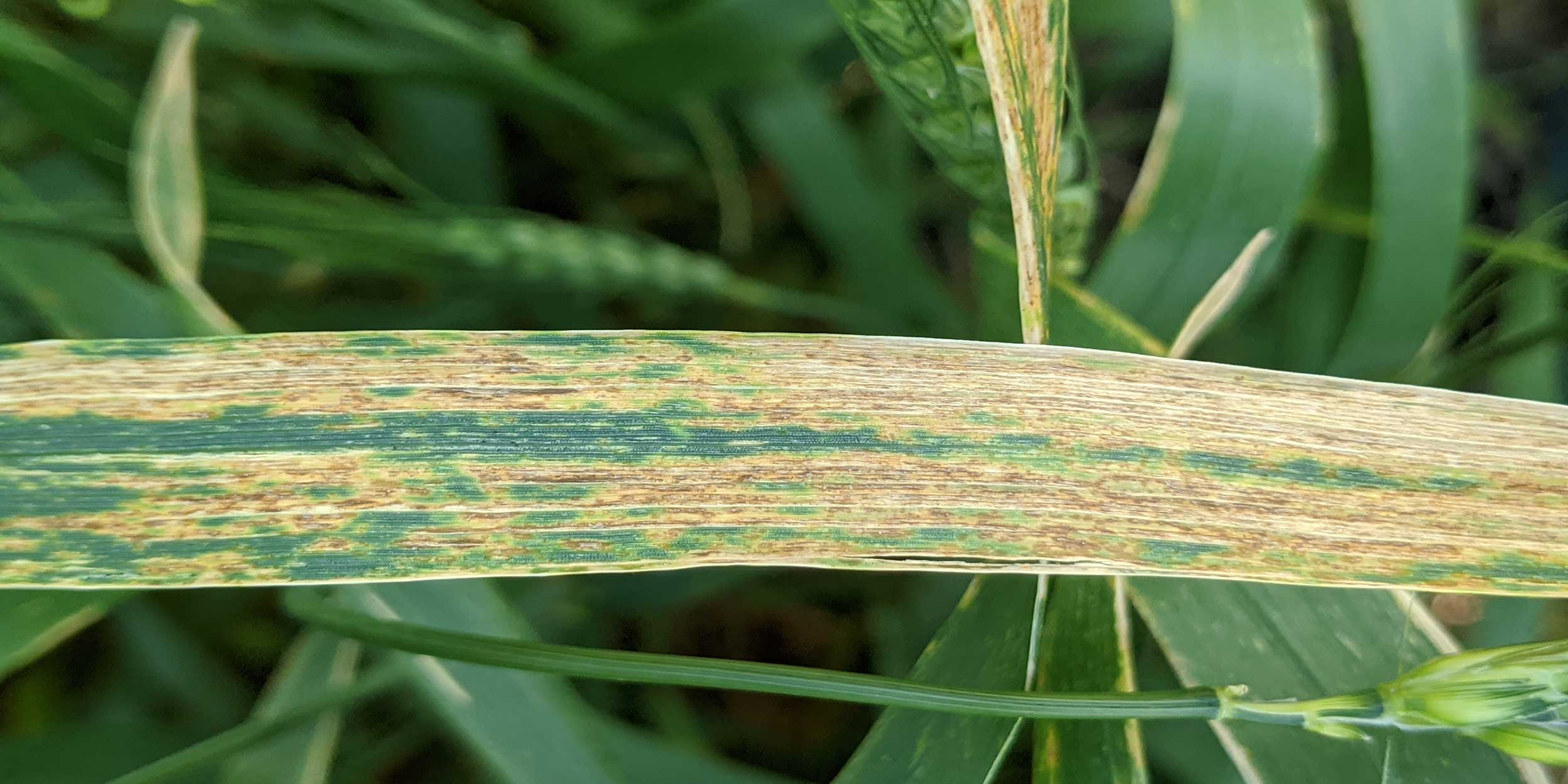 Yellow and brown streaks on a winter wheat leaf indicative of bacterial leaf streak symptoms.