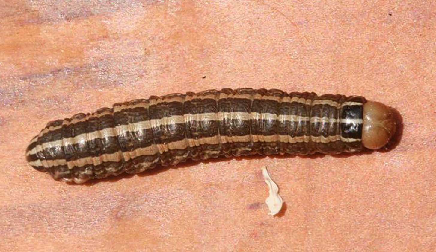 Brown caterpillar with tan head capsule and 3, light-tan stripes running along its back.