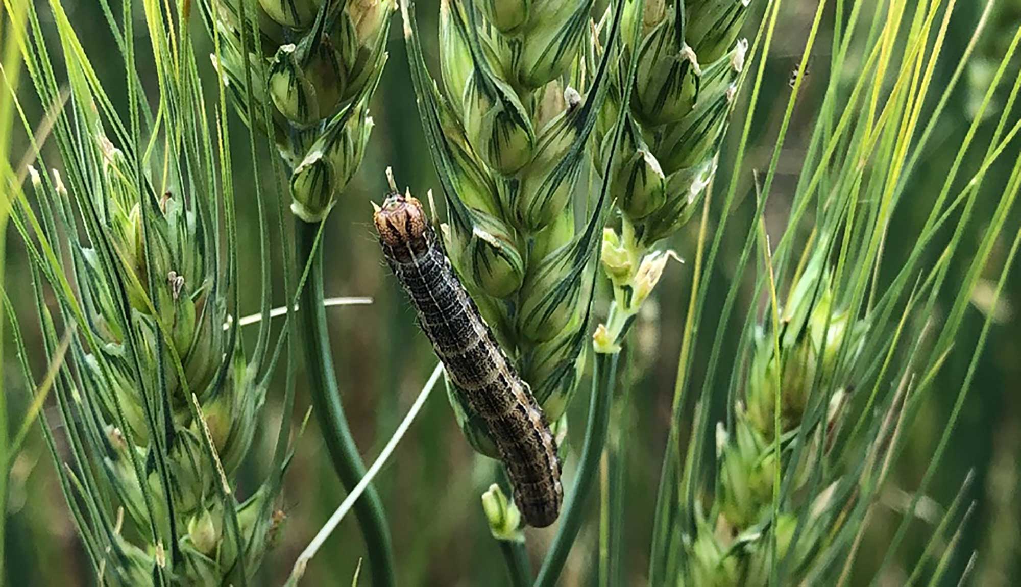 Dark colored caterpillar feeding on wheat head.