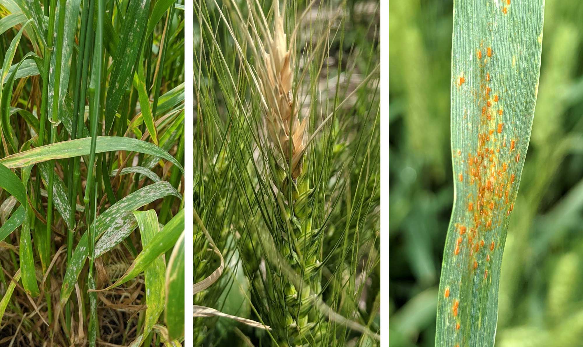 Diseases on three different wheat plants. From the left: powdery mildew, fusarium head blight, and leaf rust.