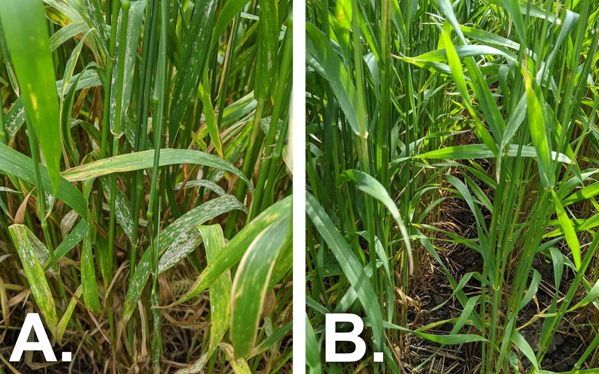 Two pictures of winter wheat; left picture of susceptible wheat with powdery mildew symptoms and right picture of resistant wheat without powdery mildew symptoms.