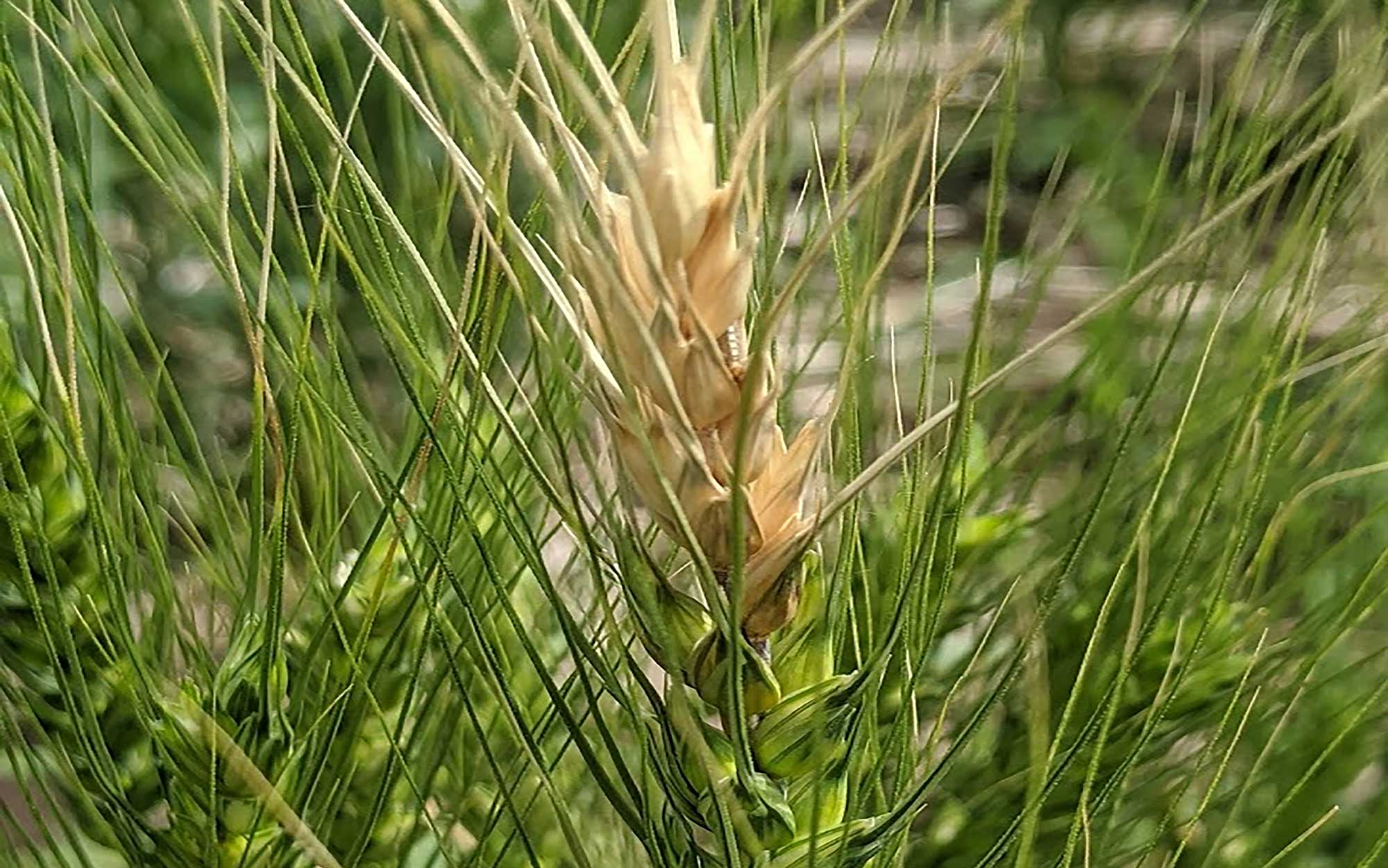 Green winter wheat plant with bleaching on head indicative of Fusarium head blight.