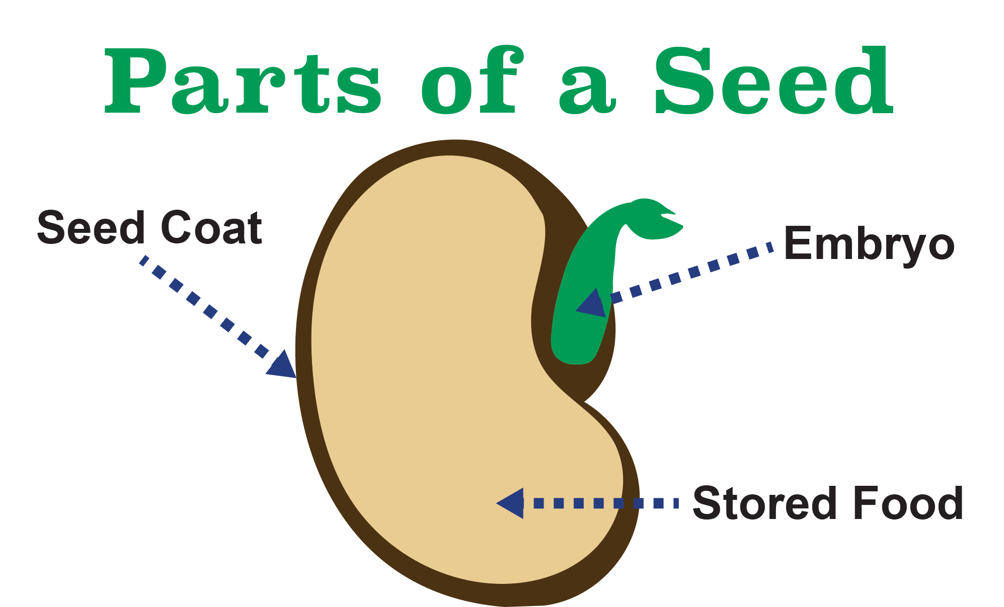 II. Anatomy of a Seed Embryo