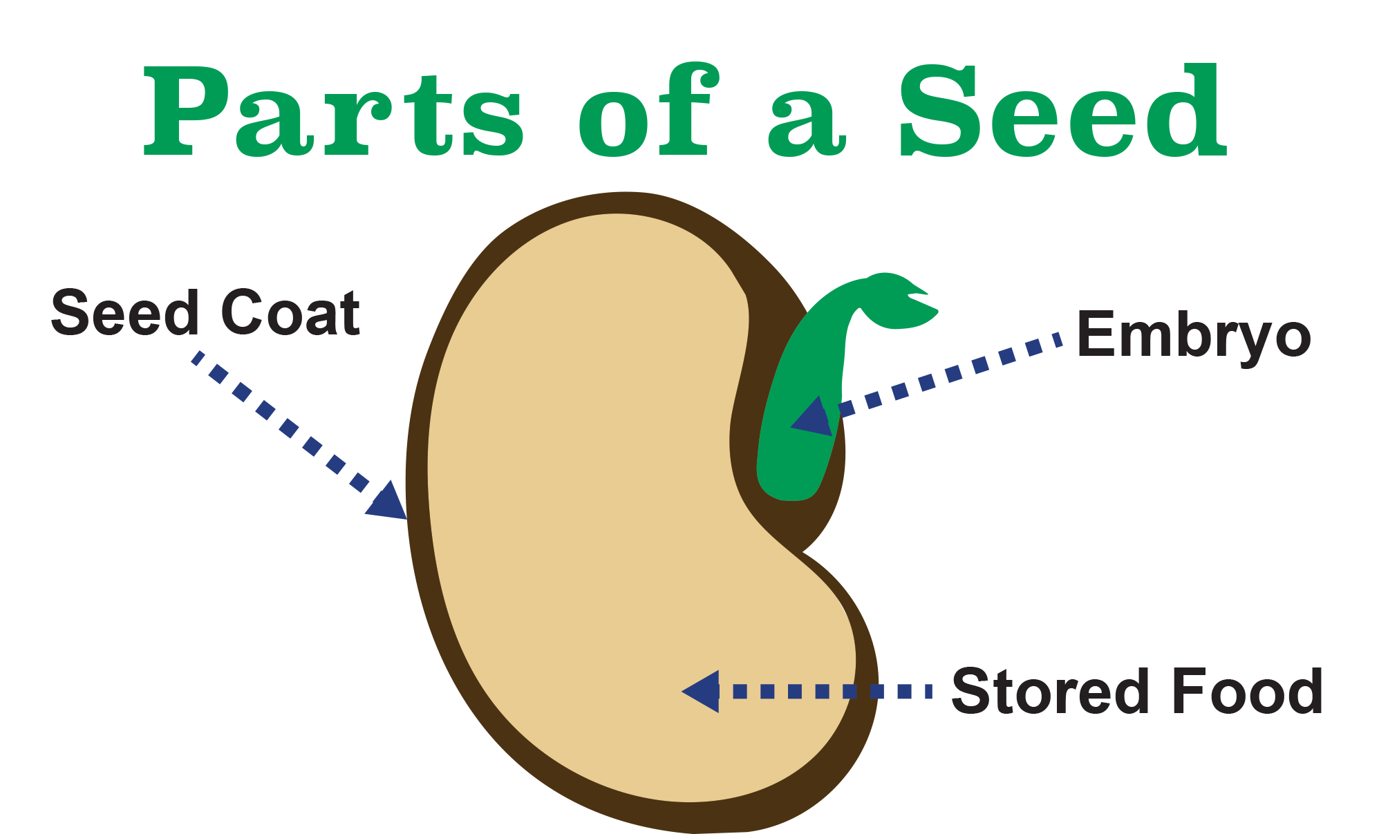 Main Parts of a Plant, Their Functions, Structure, Diagram