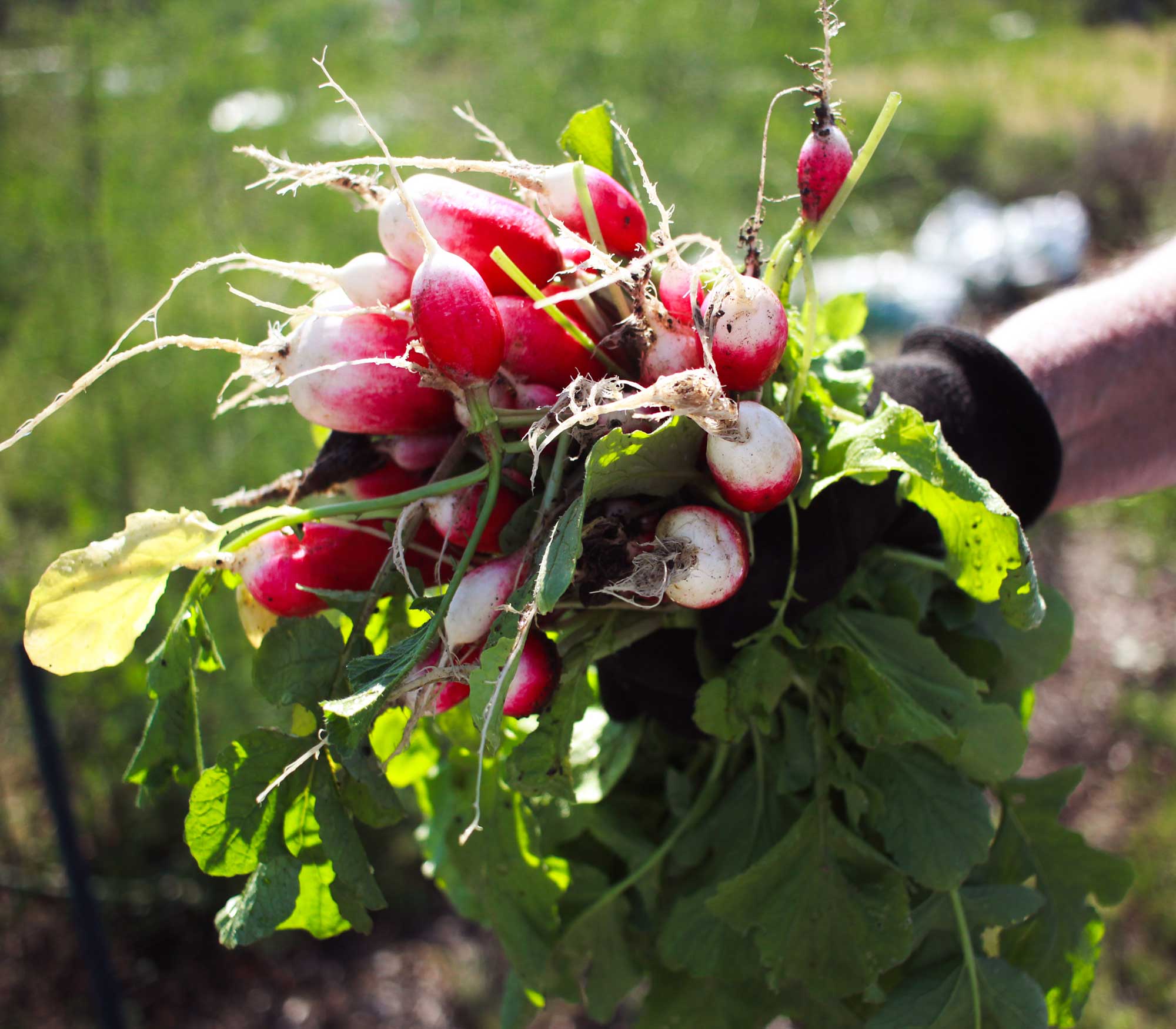 Freshly harvested radishes.