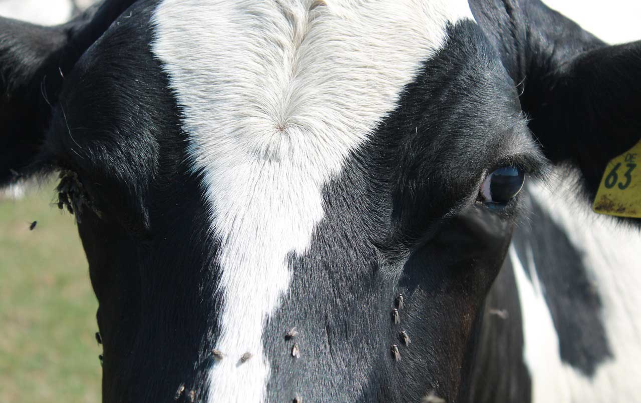 A holstein dairy cow with several flies on its face.