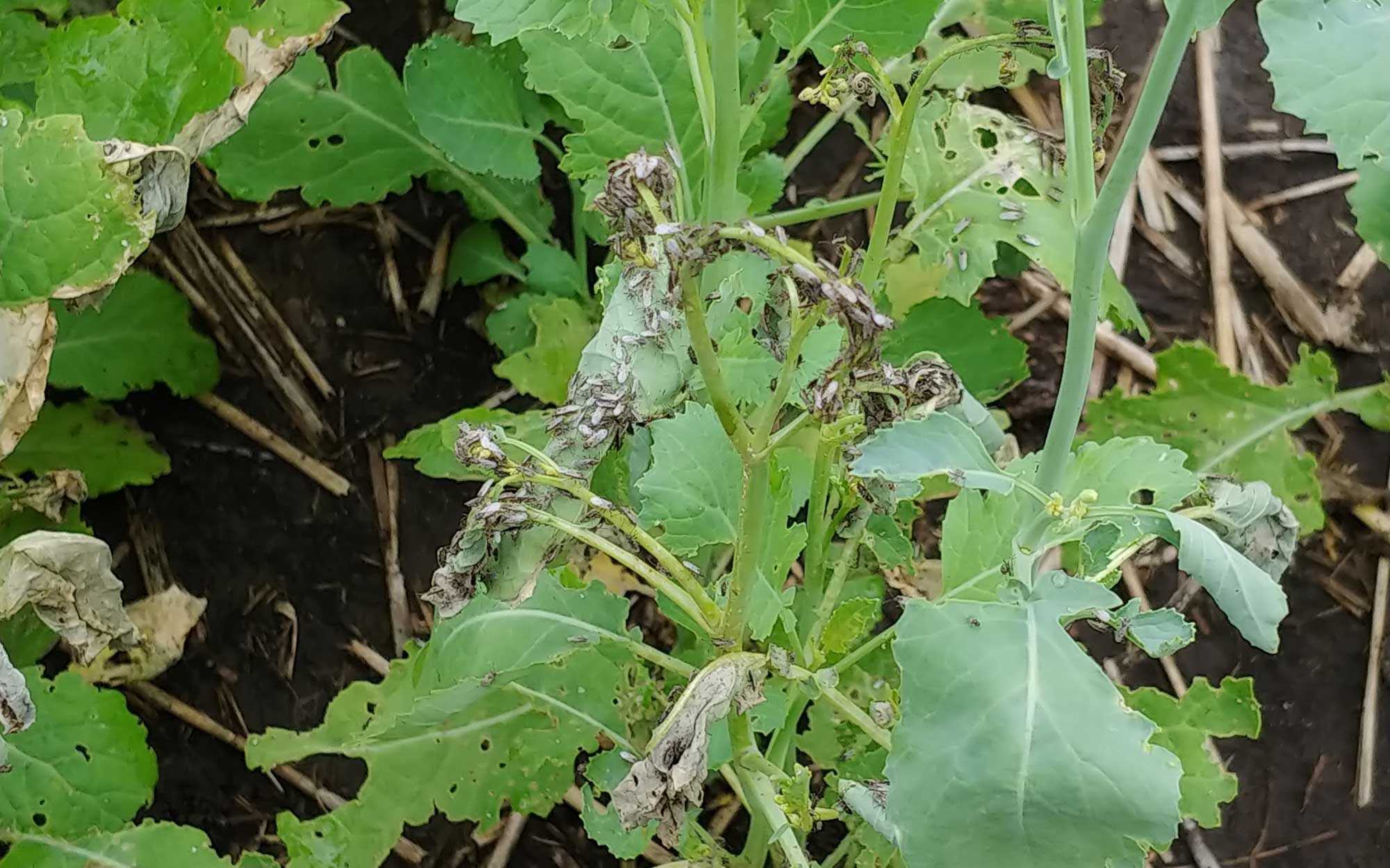 Green canola plants infested with false chinch bugs with dying leaves.