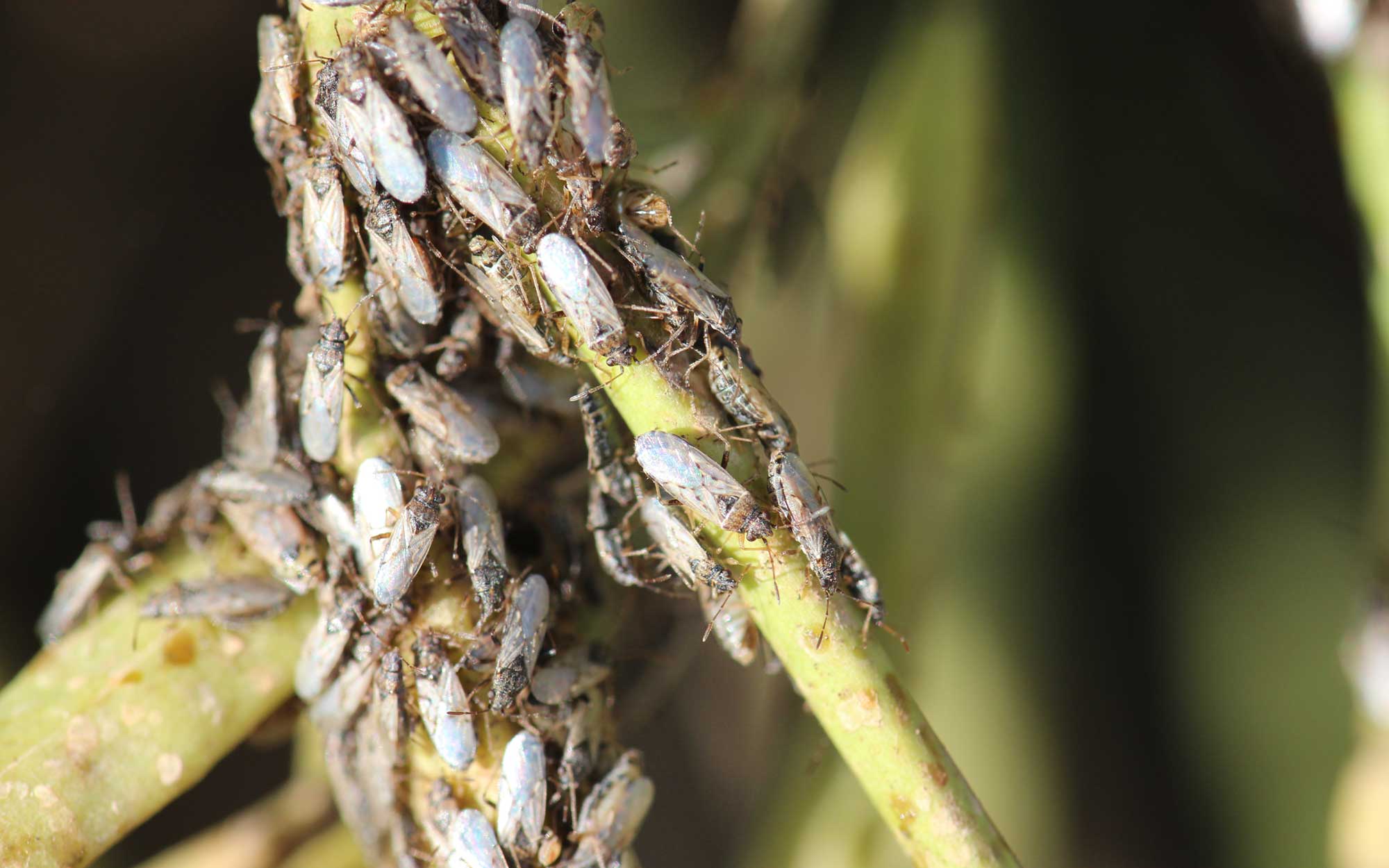 Group of small grey insects with clear wings on green plant.
