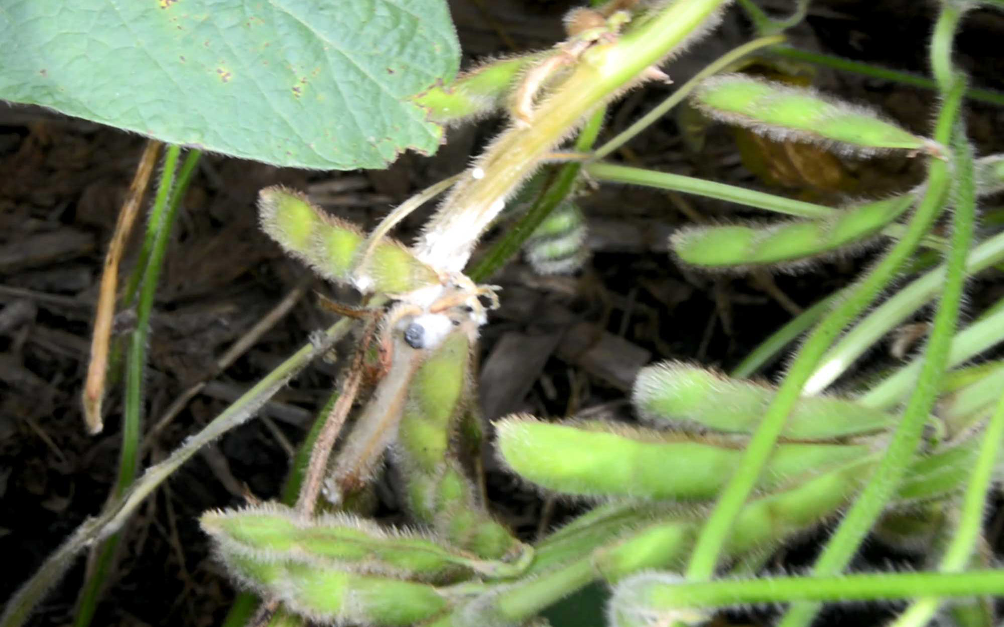 Green soybean plant with white mold present on the stem and pod.