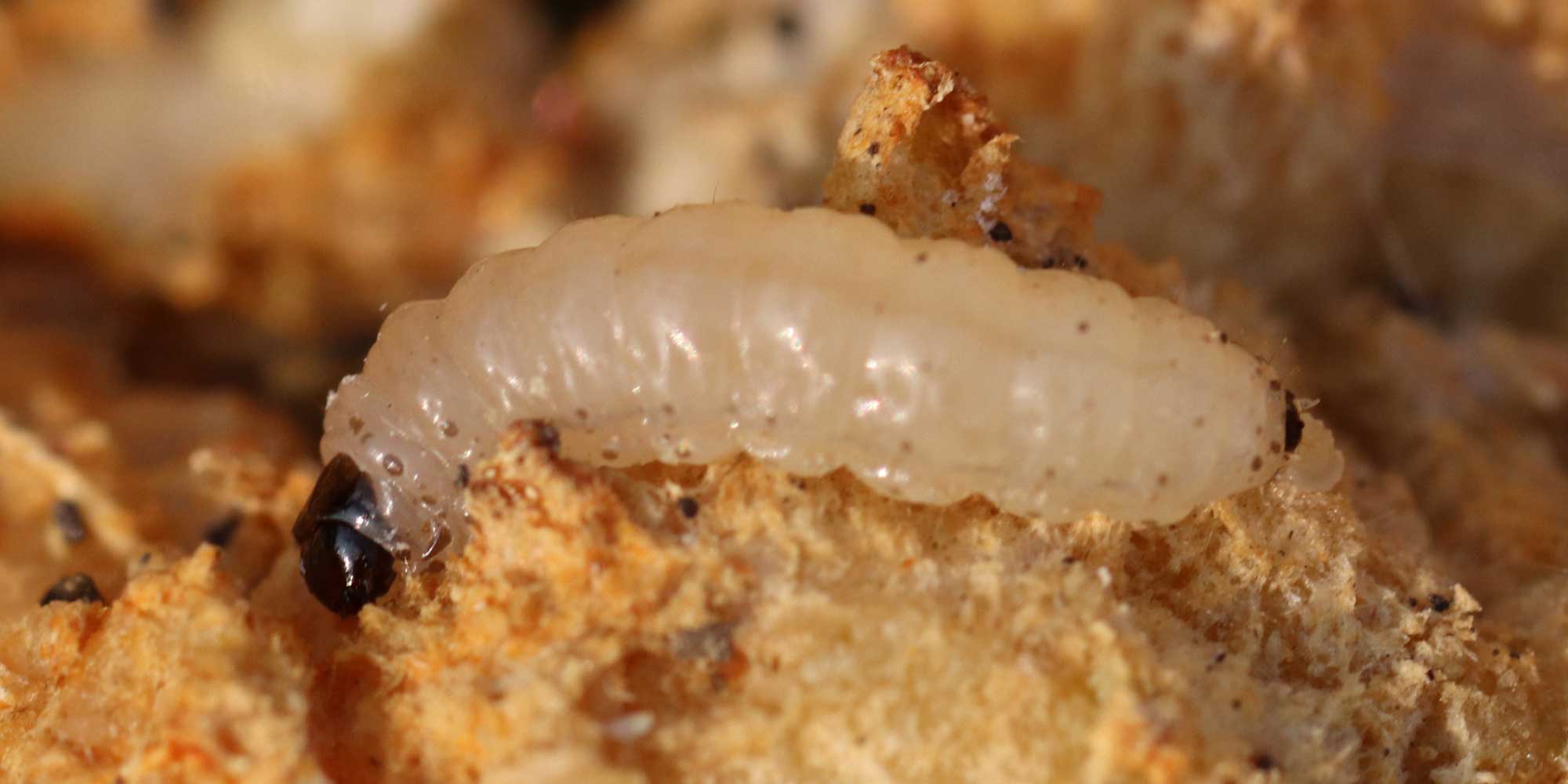 White caterpillar with a dark brown head and pronotum.