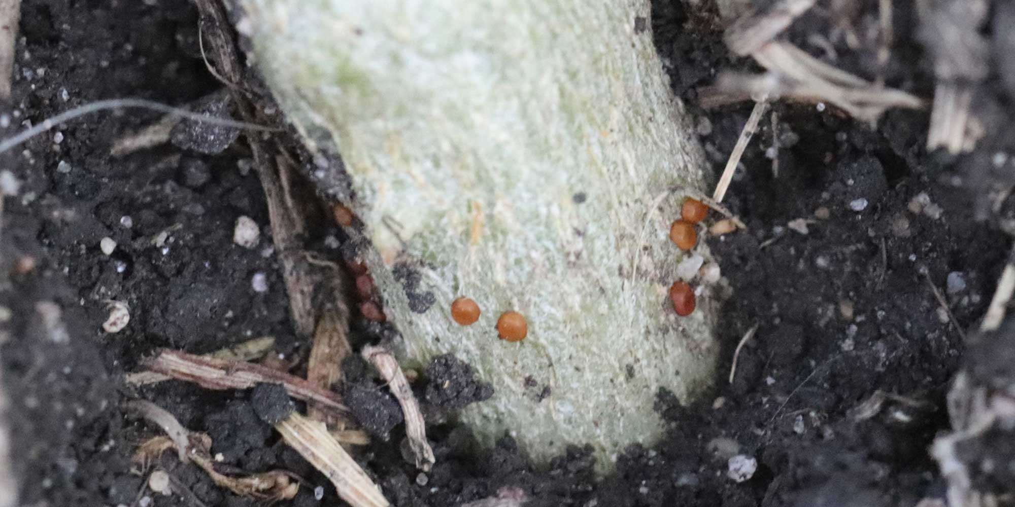 Small circular red to brown eggs present on a green stem.
