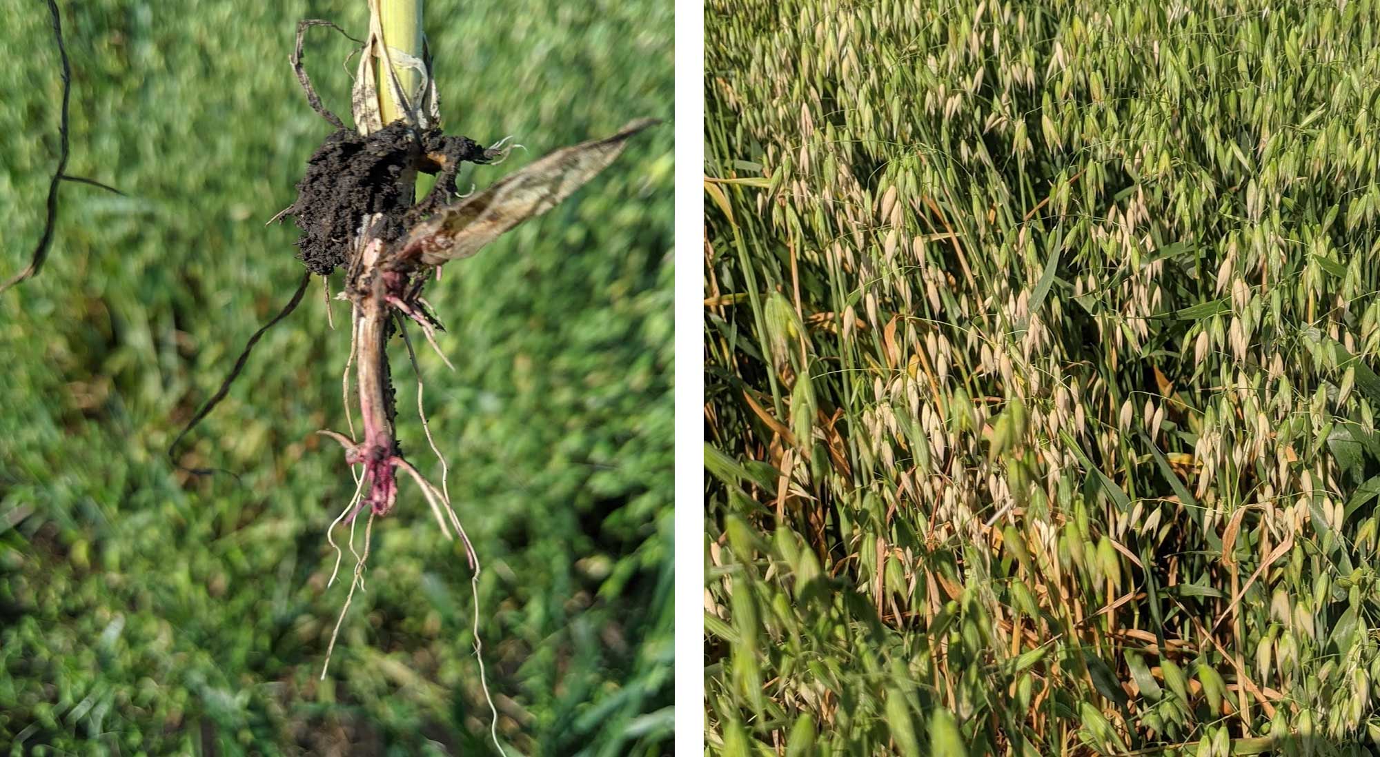 Two photos of oat plants exhibiting fusarium root and crown rot. Left: An oat tiller with pinkish color on the crown and first node indicative of Fusarium root and crown rot. Right: Green oat plant with yellow, dry markings throughout indicative of Fusarium root and crown rot.