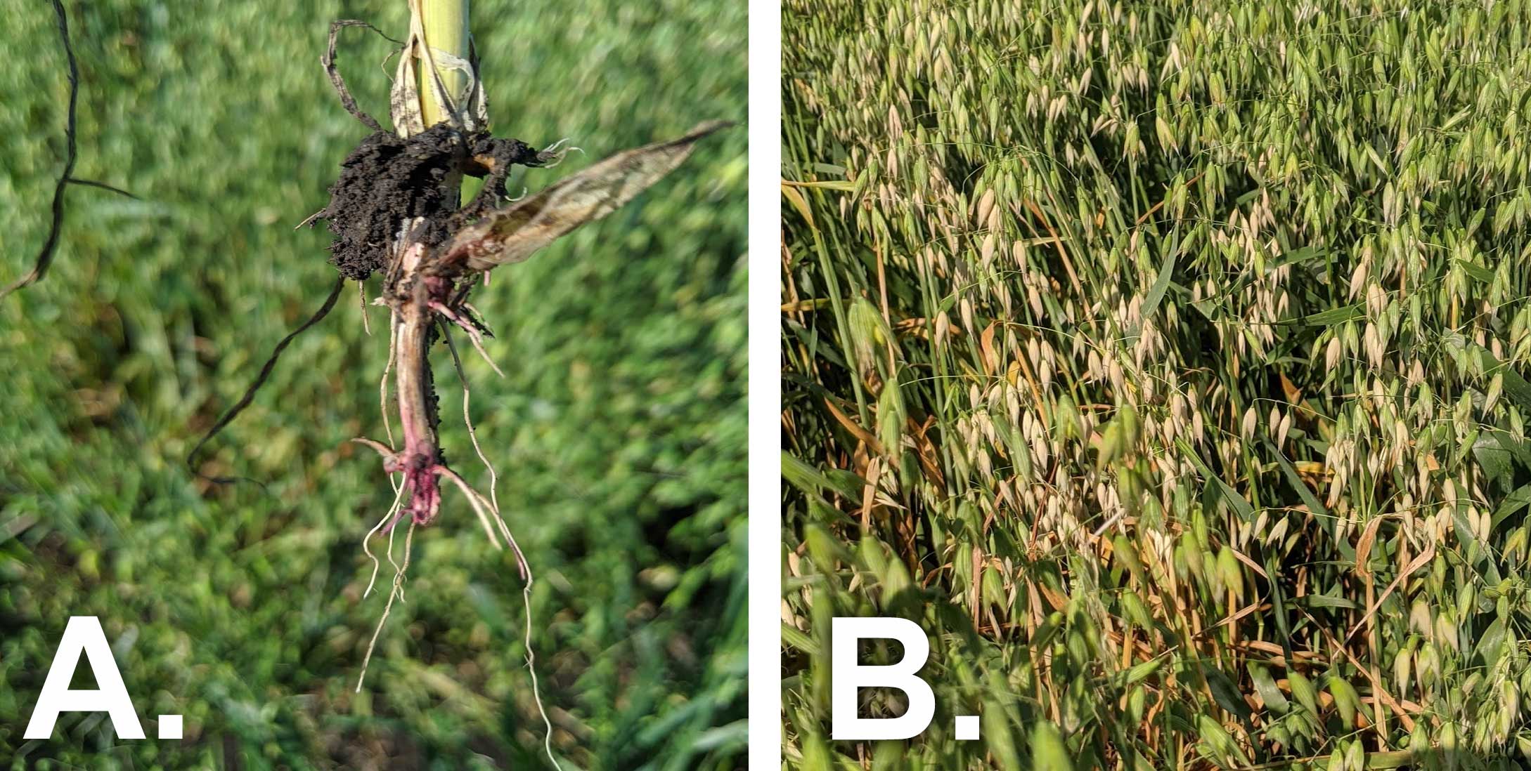 Left: Figure 1-A. An oat tiller with pinkish color on the crown and first node indicative of Fusarium root and crown rot. Right: Figure 1-B. Green oat plant with yellow, dry markings throughout indicative of Fusarium root and crown rot.