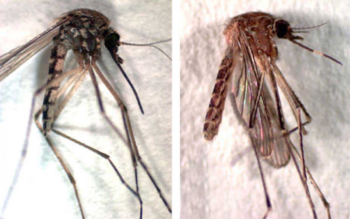 Mosquito with darker coloration and mosquito with white band on proboscis.