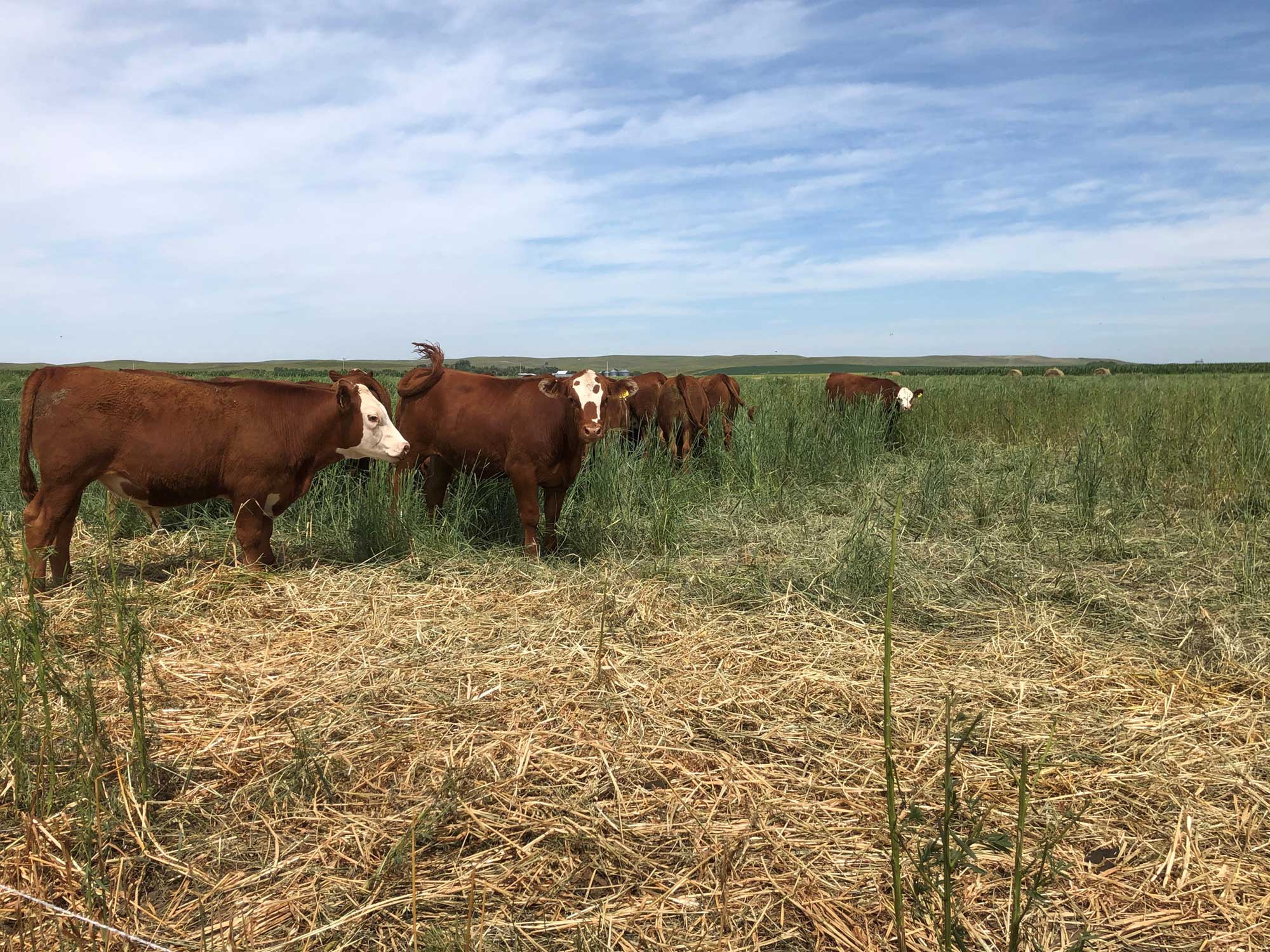 A group of red and white calves grazing in a field of switchgrass.