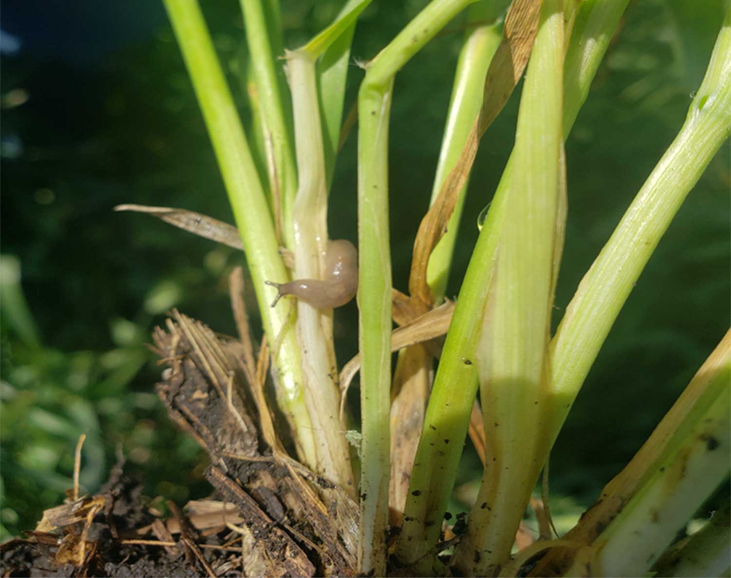 Green wheat stems with a gray slug feeding on them.