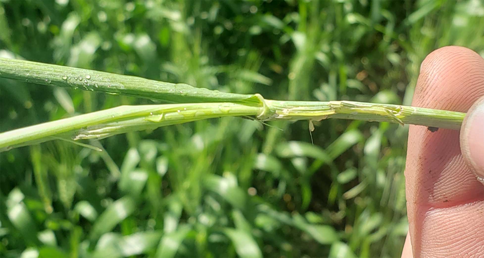 Green wheat stems with feeding injury from slugs