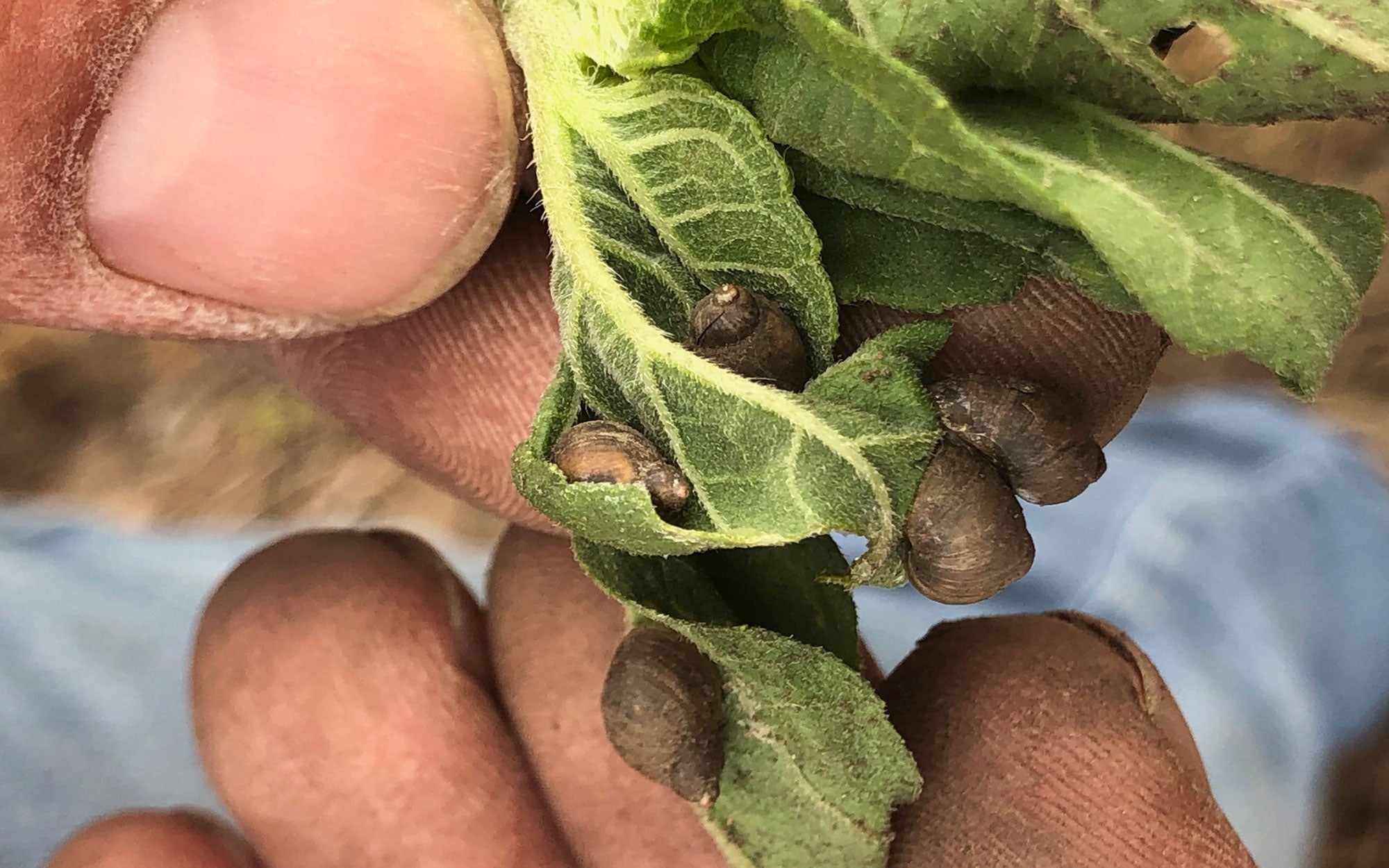 Green sunflower leaf covered in snails.