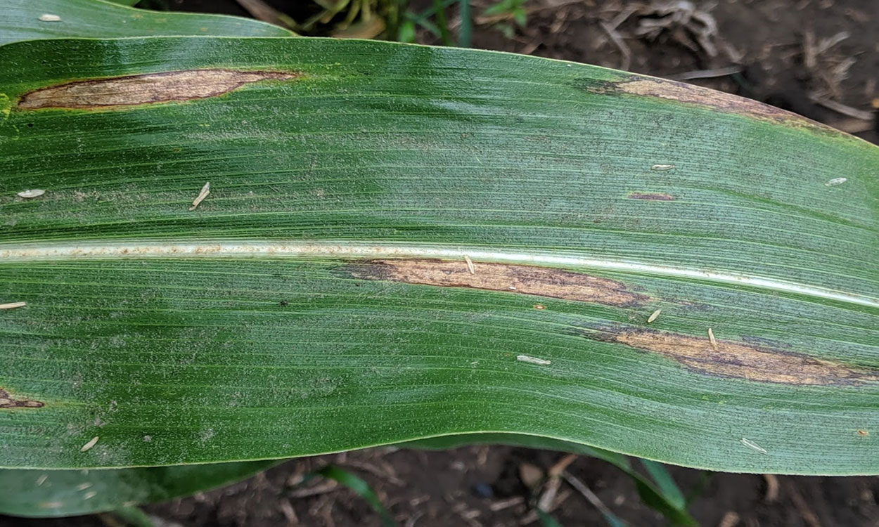 Green corn leaf with brown colored lesions caused by northern corn leaf blight.