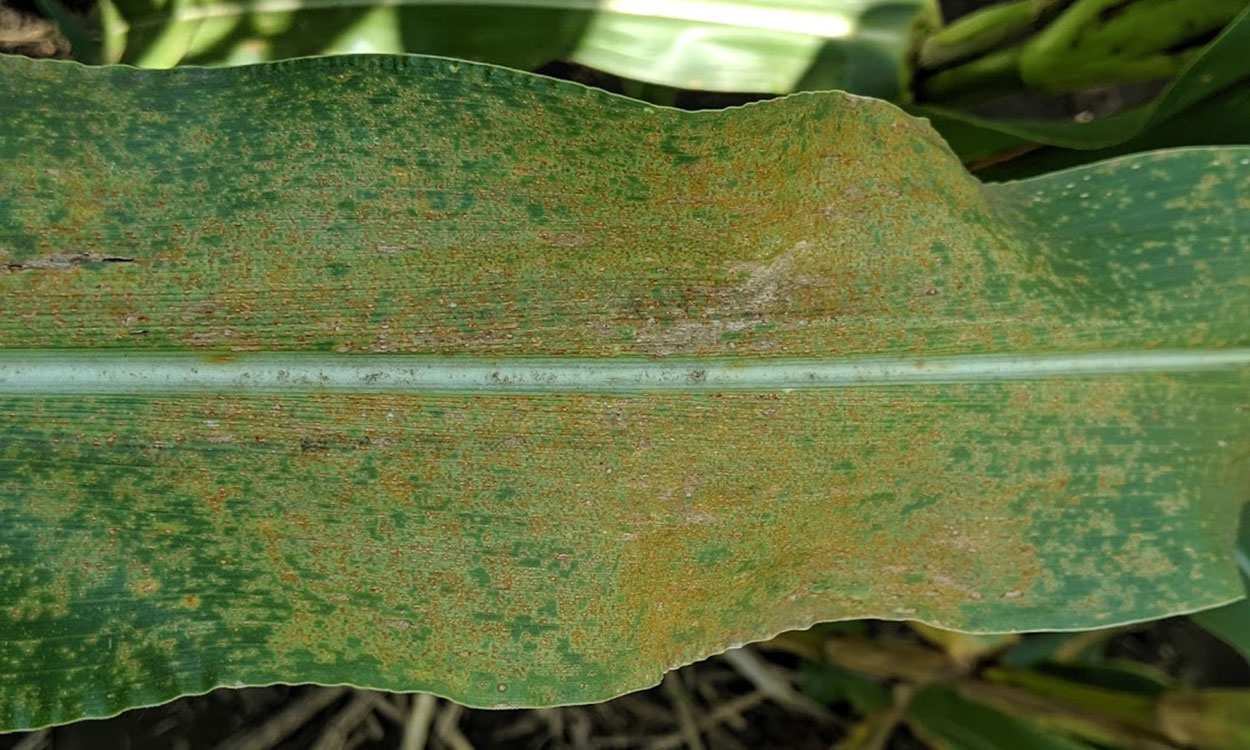 A mostly green corn leaf that is in brown to yellow markings caused by southern rust.