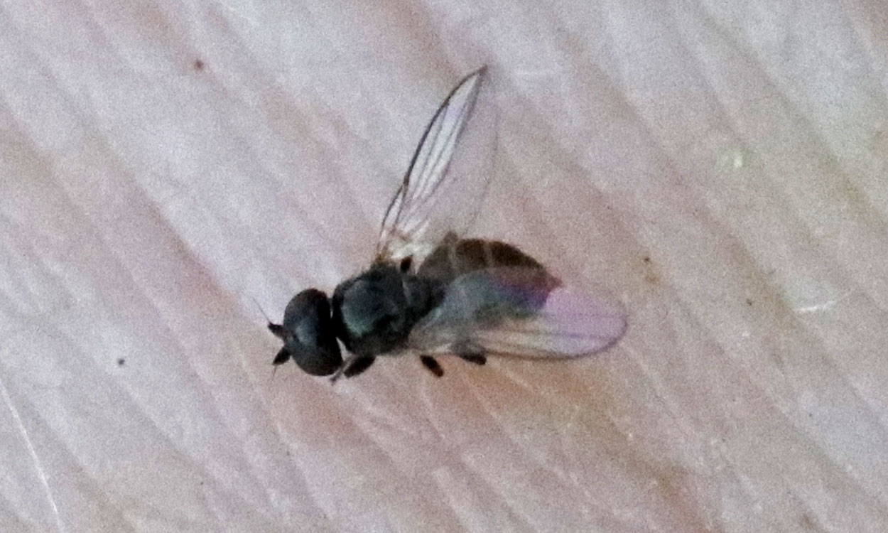 Small black fly on pale skin.