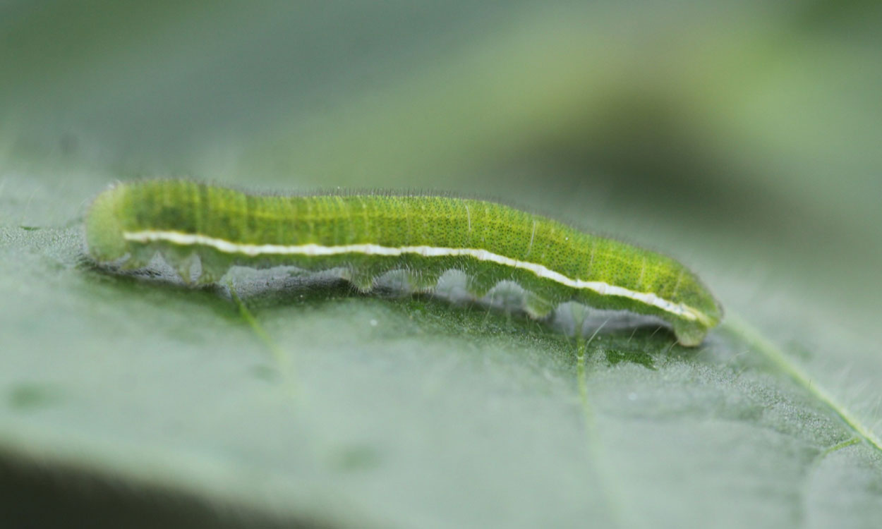 Green caterpillar with white stripe on side of body on a green soybean leaf.