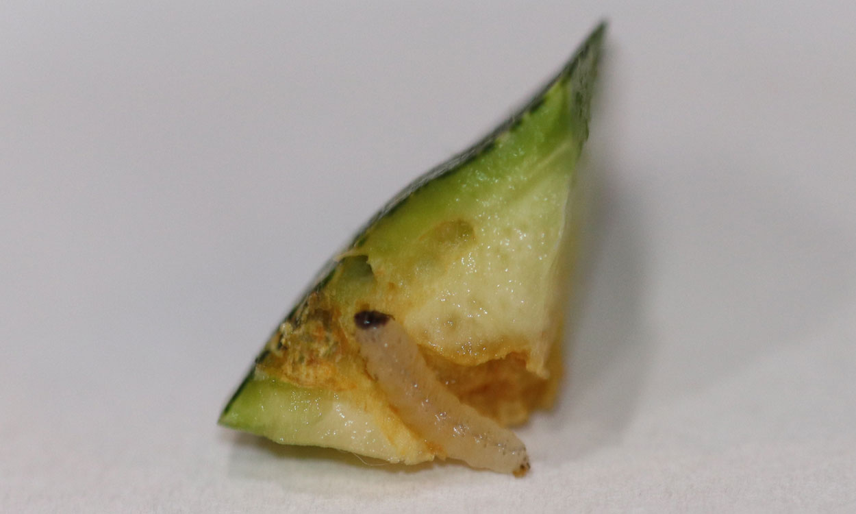 Sideview of cut zucchini showing a small white caterpillar with a black head.