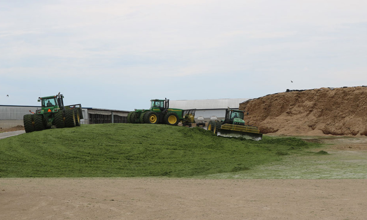 Three John Deere Tractors moving silage and packing the corn silage to make a drive over silage pile.