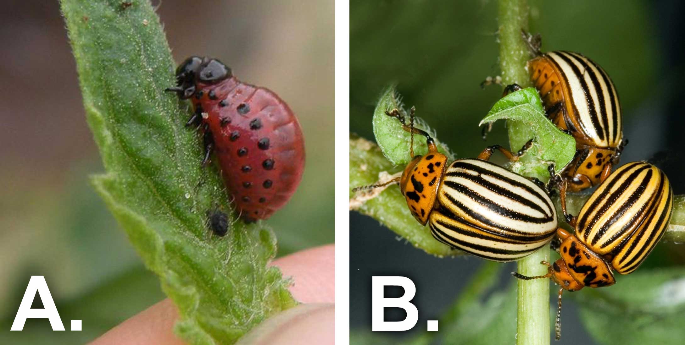 Left: Red larvae with black spots and black head on green leaf. Right: Orange beetles with white elytra with many black lines on each side.